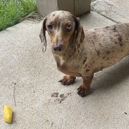 Dachshund Puppies from Jones Royal Kennels