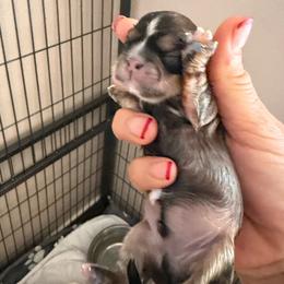 Rocco - Brindle and white male Shih Tzu puppy in Victorville, California from Precioustzus