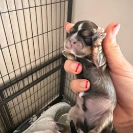 Rocco - Brindle and white male Shih Tzu puppy in Victorville, California from Precioustzus