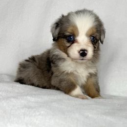Brownie - Blue merle male Miniature Australian Shepherd puppy in Bedias, Texas from JSK Aussie and Cavaliers