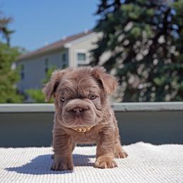 Teddy - Liver male French Bulldog puppy in Plano, Illinois from Velvet Fluffy Pups
