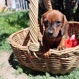 Dachshund Puppies from Butterbean Dachshunds