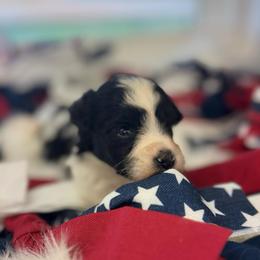 Moana - Red Girl - Parti female Miniature Schnauzer puppy in Oneonta, Alabama from Murphree Valley Kennels