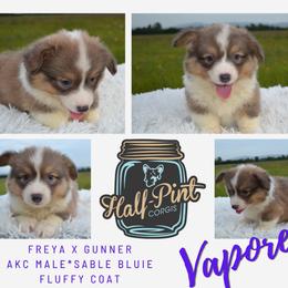 Boy 5 - male Pembroke Welsh Corgi puppy in Poteau, Oklahoma from Half-Pint Corgis