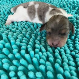Dolly - Blue and cream female Dachshund puppy in Wolf Lake, Indiana from Canisteo Dachshunds