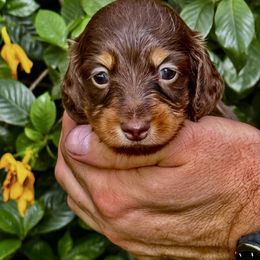 Indie Akc full Russian Pra clear ( Littl Fut champion lines) - Chocolate and tan female Dachshund puppy in Call, Texas from Dachshund D’Amore