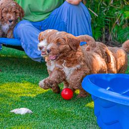 Goldendoodle Puppies from BFF Goldendoodles