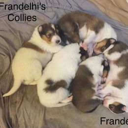 Collie Puppies from Frandelhi's Collies