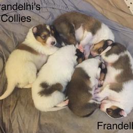 Collie Puppies from Frandelhi's Collies