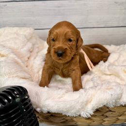Guardian Home Only - Red  female Goldendoodle puppy in Haltom City, Texas from Ohana Doodles