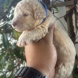 Max - Cream male Goldendoodle puppy in Los Angeles, California from LA’s Favorite Puppies