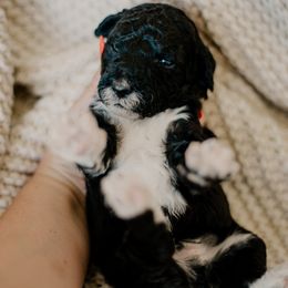 Waffle - Black and white male Sheepadoodle puppy in Patterson, California from Dooling Doodles