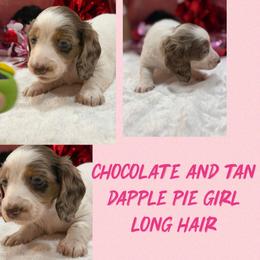 Dapple pie - Chocolate female Dachshund puppy in Lakeland, Florida from Berry Dachshunds