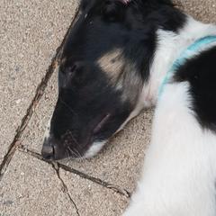 Borzoi Puppies from Cherry Hill Borzois