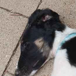 Borzoi Puppies from Cherry Hill Borzois