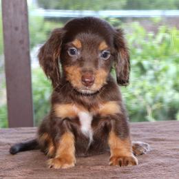 Fudge Family Raised Purebred DNA Tested Parents - Chocolate and tan male Dachshund puppy in Haines City, Florida from Divine Poodle Paradise Standard Poodles & Divine Dachshunds