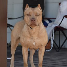 Valda - American Bully