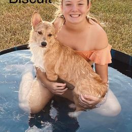 American Corgi All Grown Up from Tori’s Sassy Corgis