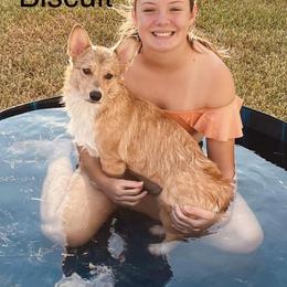 American Corgi All Grown Up from Tori’s Sassy Corgis