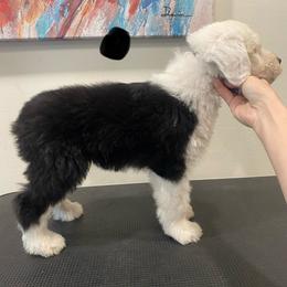 Show Pick Male Puppy 1 - Gray and white male Old English Sheepdog puppy in Tulsa, Oklahoma from Yadah Sheepdogs