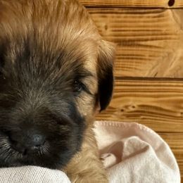Jil - Pink - Wheaten Soft Coated Wheaten Terrier puppy in Burleson, Texas from Swheatie Life