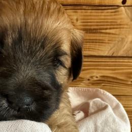 Jil - Pink - Wheaten Soft Coated Wheaten Terrier puppy in Burleson, Texas from Swheatie Life