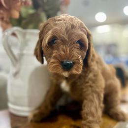 Green - Red male Cavapoo puppy in Ephrata, Washington from Gingers Cavapoo’s