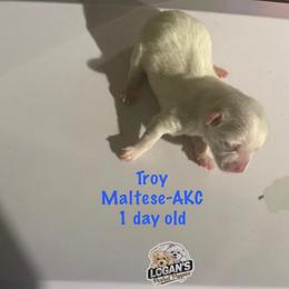 Troy - White male Maltese puppy in Paden, Oklahoma from Logan's Perfect Puppies