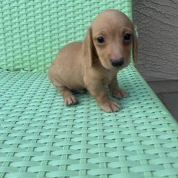 Buzz - Red male Dachshund puppy in Buckeye, Arizona from AZ Dachshund Proud