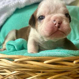 Set - Fawn and white male Bulldog puppy in Fort White, Florida from Bullgodz English Bulldogs