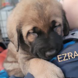 Ezra - Wolfgray male Spanish Mastiff puppy in Prosperity, Pennsylvania from Prosperity Guardians