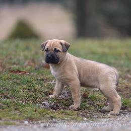 Hera - Fawn female Cane Corso puppy in Cable, Ohio from Americana Cane Corso