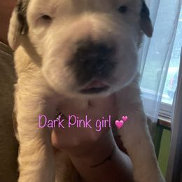 Dark pink - Saint Bernard puppy in Allison Park, Pennsylvania from CT Saints