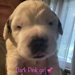 Dark pink - Saint Bernard puppy in Allison Park, Pennsylvania from CT Saints