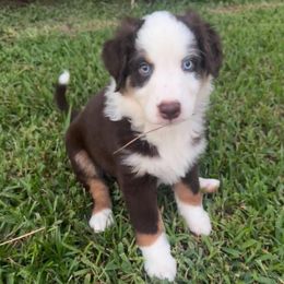Fuego - Red tri-color female Australian Shepherd puppy in Cypress, Texas from Cypress Aussies