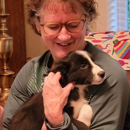 Border Collie Puppies from Cascade Sun Kennels