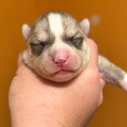 Daisy - Gray and white female Siberian Husky puppy in Virginia from WJKennels