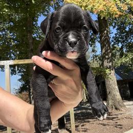Amelia - Brindle female Boxer puppy in Taft, Tennessee from Hillbillie Boxers