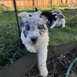 Aussiedoodle, Australian Shepherd, and Poodle Puppies from Love my doodles/ Aussiedoodle love