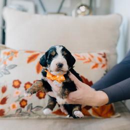 Coconut - Tri-color male Bernedoodle puppy in Murray, Utah from Sun Valley Doodles