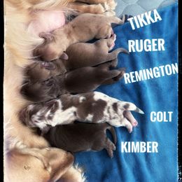 Dachshund Puppies from Deglow’s Doxies