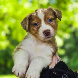 Australian Shepherd Puppies from Kenmont Kennels