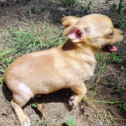Lil Biscuit - Chocolate sabled fawn male Chihuahua puppy in Weatherford, Texas from Small and Mighty Chihuahuas