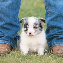 Boy 3 - Blue merle and white male American Corgi puppy in Clovis, New Mexico from Sweet & Salty Cowdogs