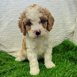 Olof Navy - Tri-color male Cavapoo puppy in Casa Grande, Arizona from Curls and Camo Pups