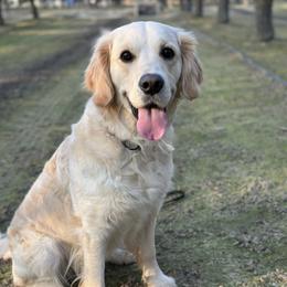 Biscuit - Golden Retriever
