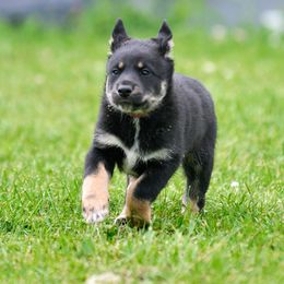 Sanni - Black and tan female Lapponian Herder puppy in Prattsburgh, New York from Maalattu Koirankoppi Lapponian Herders