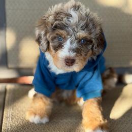 Heath - Chocolate merle male Bernedoodle puppy in Richmond, Texas from Harper’s Heartbeats