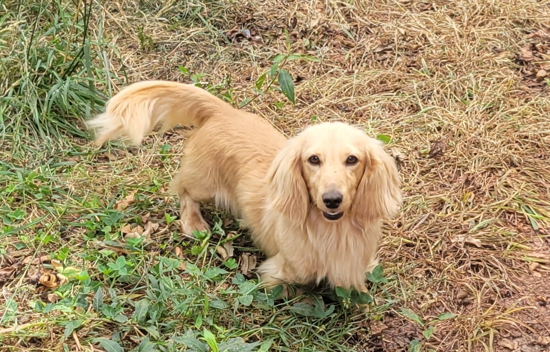 Ryder - Dachshund