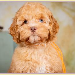 Randall - Red and white male Cockapoo puppy in Connersville, Indiana from Deaz Doodle Ranch